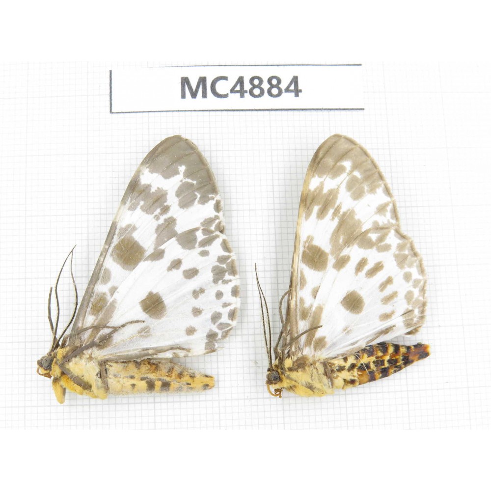 Moths sp. China, W of Sichuan, Ganzi area, Mt.Gonggashan. 2Pcs. MC4884.
