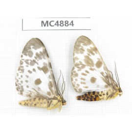 Moths sp. China, W of Sichuan, Ganzi area, Mt.Gonggashan. 2Pcs. MC4884.