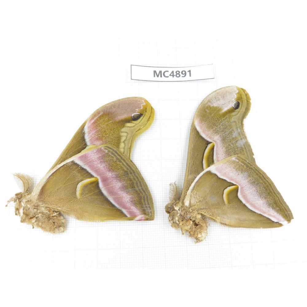 Saturniidae sp. China, W of Sichuan, Ganzi area, Mt.Gonggashan.2Pcs. MC4891.