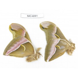 Saturniidae sp. China, W of Sichuan, Ganzi area, Mt.Gonggashan.2Pcs. MC4891.