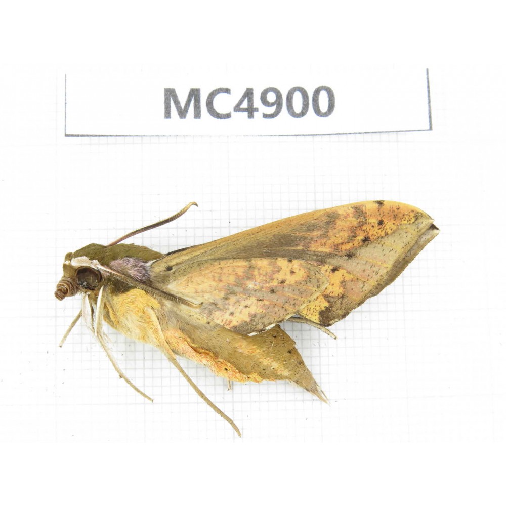 Sphingidae sp. China, W of Sichuan, Ganzi area, Mt.Gonggashan. 1Pcs. MC4900.