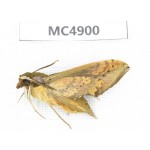 Sphingidae sp. China, W of Sichuan, Ganzi area, Mt.Gonggashan. 1Pcs. MC4900.