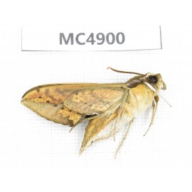 Sphingidae sp. China, W of Sichuan, Ganzi area, Mt.Gonggashan. 1Pcs. MC4900.