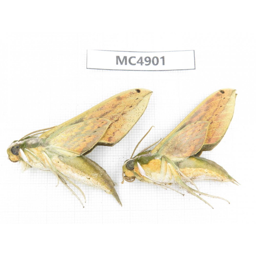 Sphingidae sp. China, W of Sichuan, Ganzi area, Mt.Gonggashan. 2Pcs. MC4901.