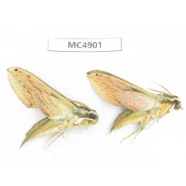 Sphingidae sp. China, W of Sichuan, Ganzi area, Mt.Gonggashan. 2Pcs. MC4901.