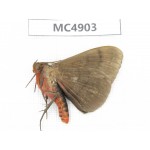 Noctuidae sp. China, Guangxi, Chingzuo area, Longzhou county.1Pcs. MC4903.