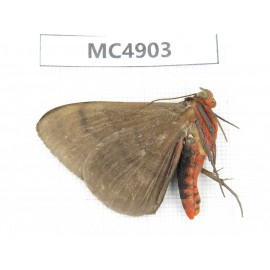 Noctuidae sp. China, Guangxi, Chingzuo area, Longzhou county.1Pcs. MC4903.