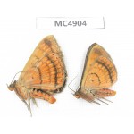 Noctuidae sp. China, Guangxi, Chingzuo area, Longzhou county.2Pcs. MC4904.