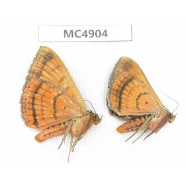 Noctuidae sp. China, Guangxi, Chingzuo area, Longzhou county.2Pcs. MC4904.