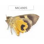 Noctuidae sp. China, Guangxi, Chingzuo area, Longzhou county.1Pcs. MC4905.