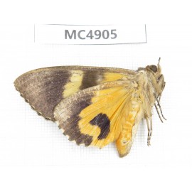 Noctuidae sp. China, Guangxi, Chingzuo area, Longzhou county.1Pcs. MC4905.