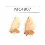 Arctiidae sp. China, Guangxi, Chongzuo area, Longzhou county. 2Pcs. MC4907.