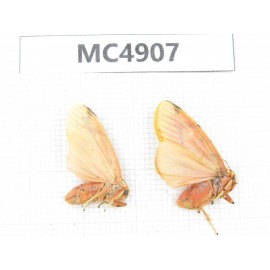 Arctiidae sp. China, Guangxi, Chongzuo area, Longzhou county. 2Pcs. MC4907.