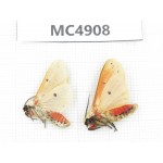Arctiidae sp. China, Guangxi, Chongzuo area, Longzhou county. 2Pcs. MC4908.