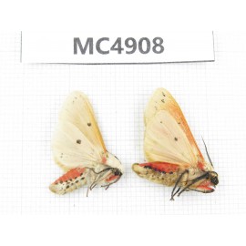 Arctiidae sp. China, Guangxi, Chongzuo area, Longzhou county. 2Pcs. MC4908.