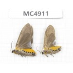 Arctiidae sp. China, Guangxi, Chongzuo area, Longzhou county. 2Pcs. MC4911.