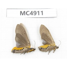 Arctiidae sp. China, Guangxi, Chongzuo area, Longzhou county. 2Pcs. MC4911.