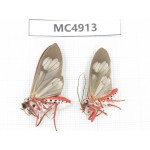 Arctiidae sp. China, Guangxi, Chongzuo area, Longzhou county. 2Pcs. MC4913.