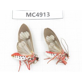 Arctiidae sp. China, Guangxi, Chongzuo area, Longzhou county. 2Pcs. MC4913.