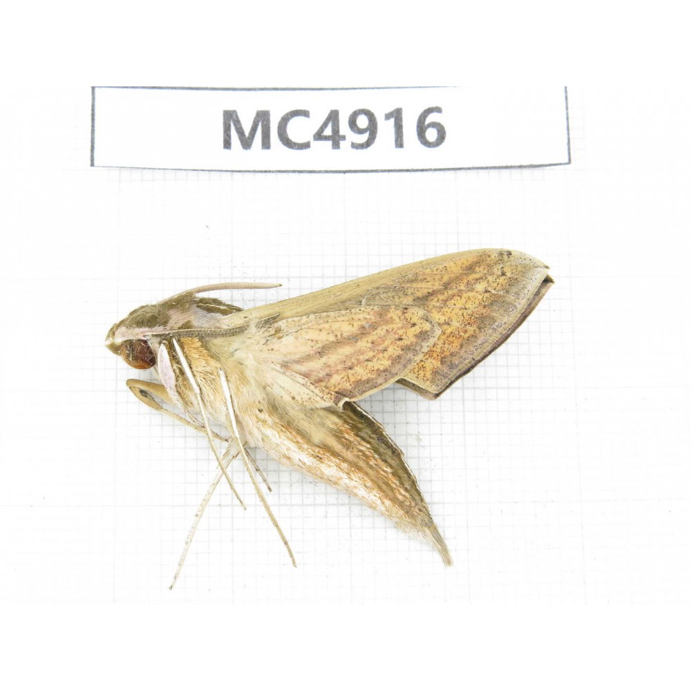 Sphingidae sp. China, Guangxi, Chongzuo area, Longzhou county.1Pcs. MC4916.