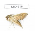 Sphingidae sp. China, Guangxi, Chongzuo area, Longzhou county.1Pcs. MC4916.