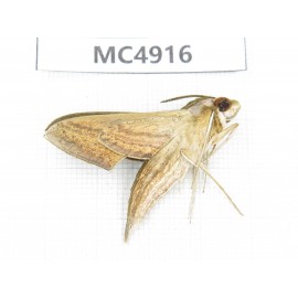 Sphingidae sp. China, Guangxi, Chongzuo area, Longzhou county.1Pcs. MC4916.