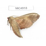 Sphingidae sp. China, Guangxi, Chongzuo area, Longzhou county.1Pcs. MC4918.
