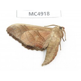 Sphingidae sp. China, Guangxi, Chongzuo area, Longzhou county.1Pcs. MC4918.