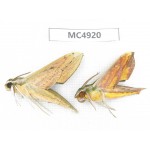 Sphingidae sp. China, Guangxi, Chongzuo area, Longzhou county.2Pcs. MC4920.