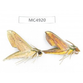 Sphingidae sp. China, Guangxi, Chongzuo area, Longzhou county.2Pcs. MC4920.
