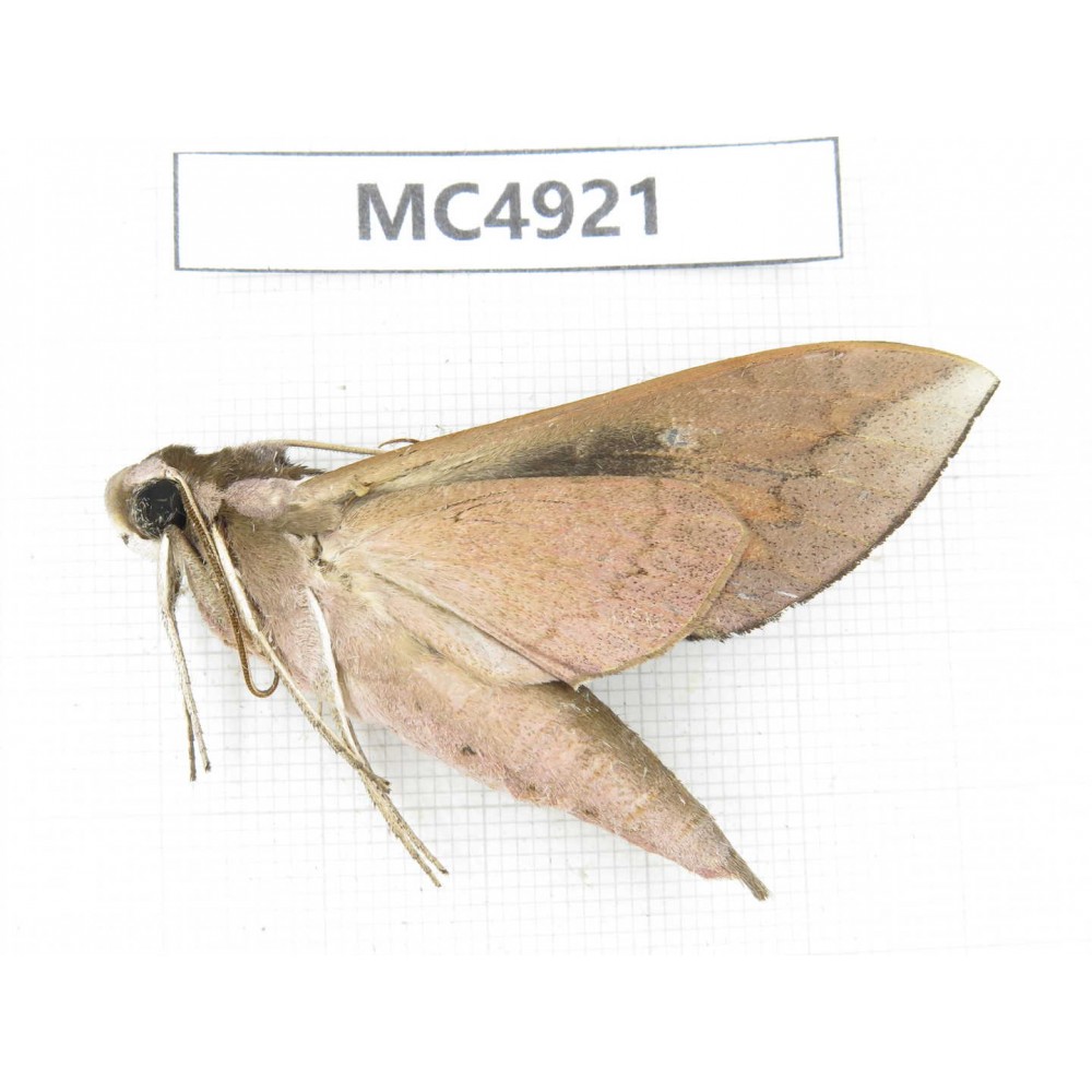 Sphingidae sp. China, Guangxi, Chongzuo area, Longzhou county.1Pcs. MC4921.