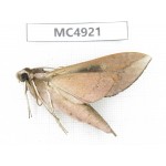Sphingidae sp. China, Guangxi, Chongzuo area, Longzhou county.1Pcs. MC4921.