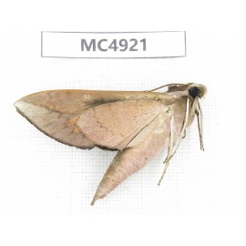 Sphingidae sp. China, Guangxi, Chongzuo area, Longzhou county.1Pcs. MC4921.