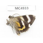 Noctuidae sp. China, Inner Mongolia, Hulunbeier, Mt.Daxinganling. 1Pcs. MC4933.