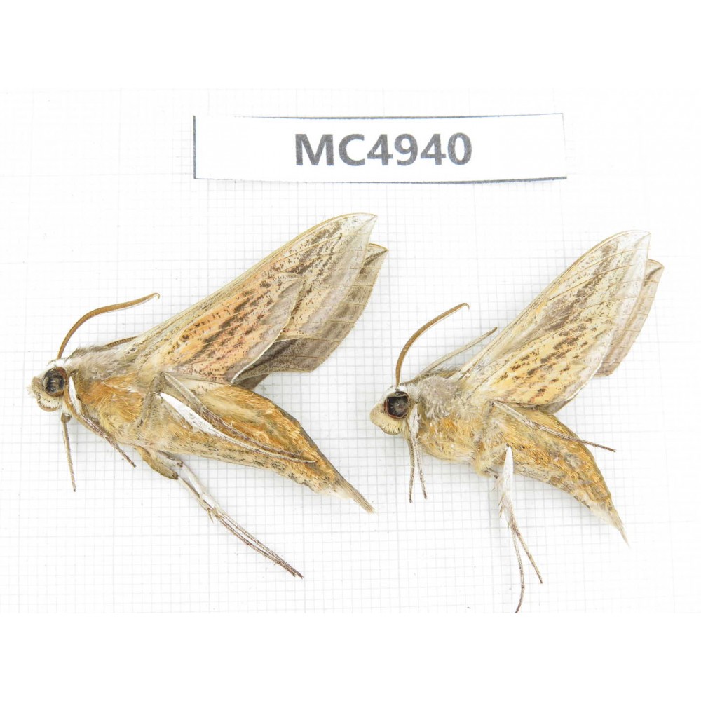 Sphingidae sp. China, Inner Mongolia, Hulunbeier, Mt.Daxinganling. 2Pcs. MC4940.