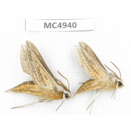 Sphingidae sp. China, Inner Mongolia, Hulunbeier, Mt.Daxinganling. 2Pcs. MC4940.