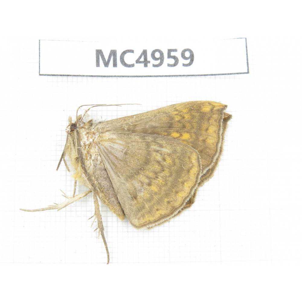 Moths sp. China, W of Yunnan, Dali area, Yangbi county, S of Mt.Cangshan. 1Pcs. MC4959.