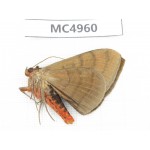 Noctuidae sp. China, W of Yunnan, Dali area, Yangbi county, S of Mt.Cangshan. 1Pcs. MC4960.