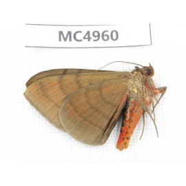 Noctuidae sp. China, W of Yunnan, Dali area, Yangbi county, S of Mt.Cangshan. 1Pcs. MC4960.