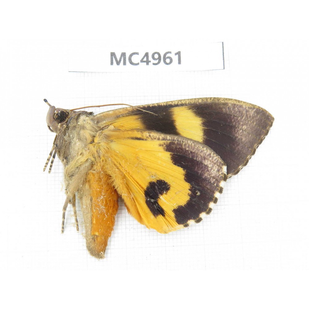 Noctuidae sp. China, W of Yunnan, Dali area, Yangbi county, S of Mt.Cangshan. 1Pcs. MC4961.