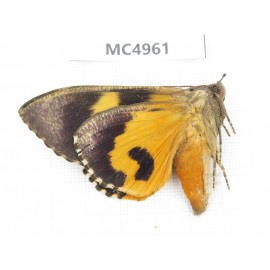 Noctuidae sp. China, W of Yunnan, Dali area, Yangbi county, S of Mt.Cangshan. 1Pcs. MC4961.
