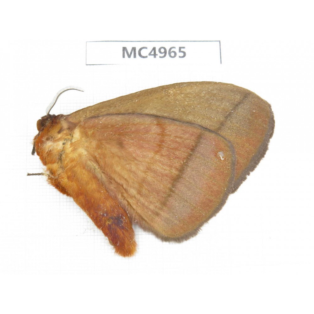 Moths sp. China, W of Yunnan, Dali area, Yangbi county, S of Mt.Cangshan. 1Pcs. MC4965.