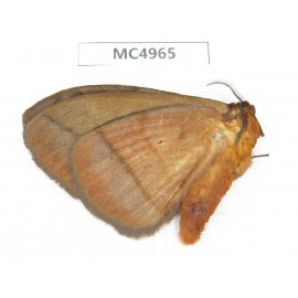 Moths sp. China, W of Yunnan, Dali area, Yangbi county, S of Mt.Cangshan. 1Pcs. MC4965.