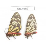 Arctiidae sp. China, W of Yunnan, Dali area, Yangbi county, S of Mt.Cangshan. 1P. MC4967.