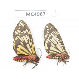 Arctiidae sp. China, W of Yunnan, Dali area, Yangbi county, S of Mt.Cangshan. 1P. MC4967.