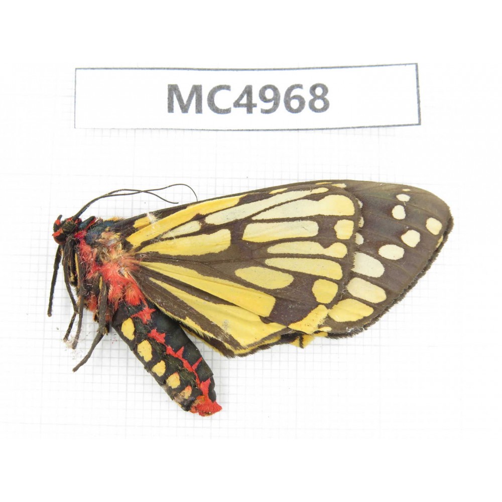 Arctiidae sp. China, W of Yunnan, Dali area, Yangbi county, S of Mt.Cangshan. 1Pcs. MC4968.