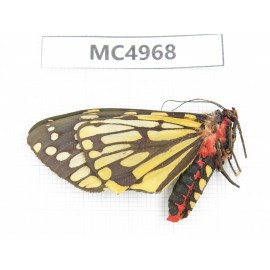Arctiidae sp. China, W of Yunnan, Dali area, Yangbi county, S of Mt.Cangshan. 1Pcs. MC4968.