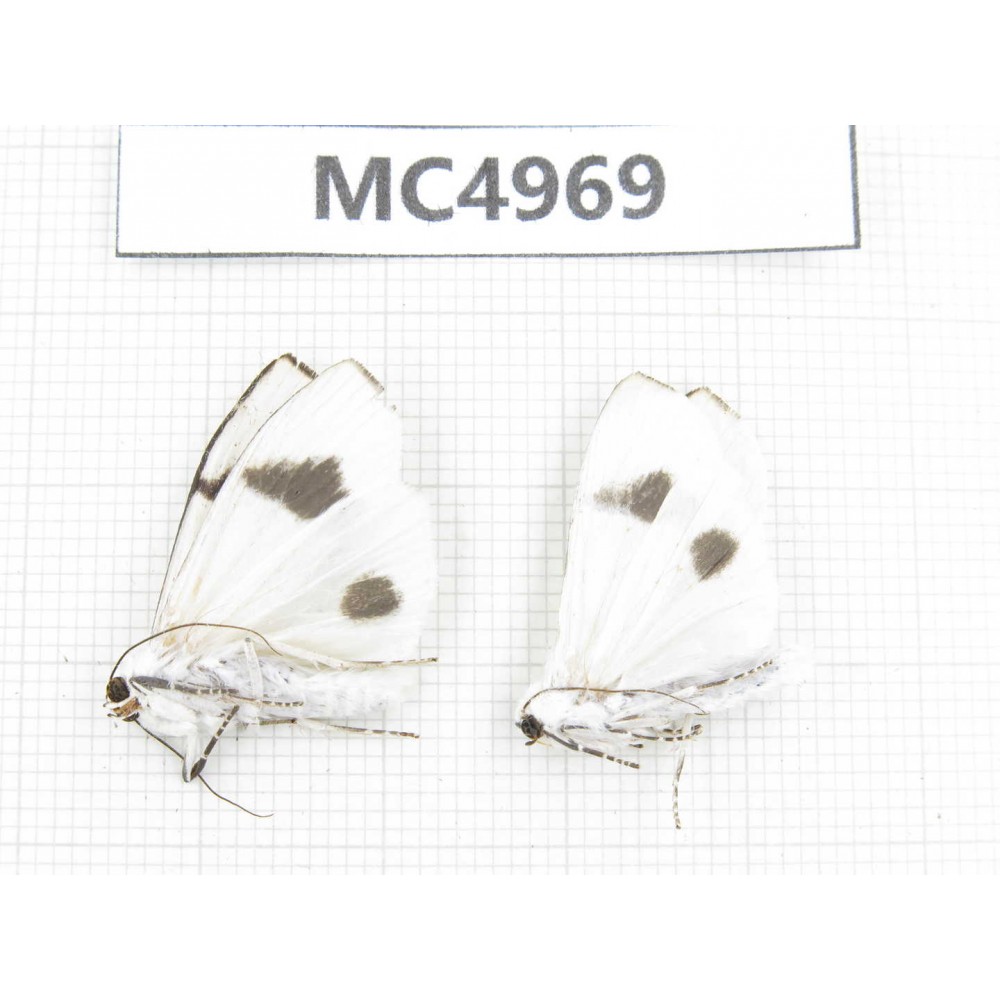 Arctiidae sp. China, W of Yunnan, Dali area, Yangbi county, S of Mt.Cangshan. 2Pcs. MC4969.