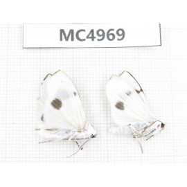 Arctiidae sp. China, W of Yunnan, Dali area, Yangbi county, S of Mt.Cangshan. 2Pcs. MC4969.