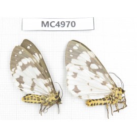 Arctiidae sp. China, W of Yunnan, Dali area, Yangbi county, S of Mt.Cangshan. 2Pcs. MC4970.